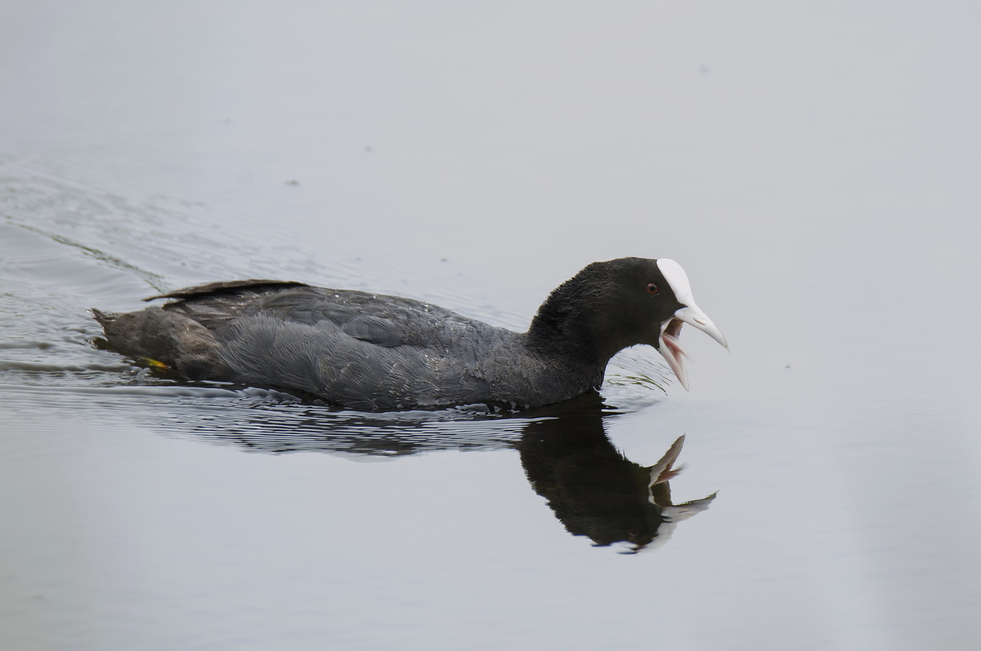 Adult coot shout signals chicks about danger