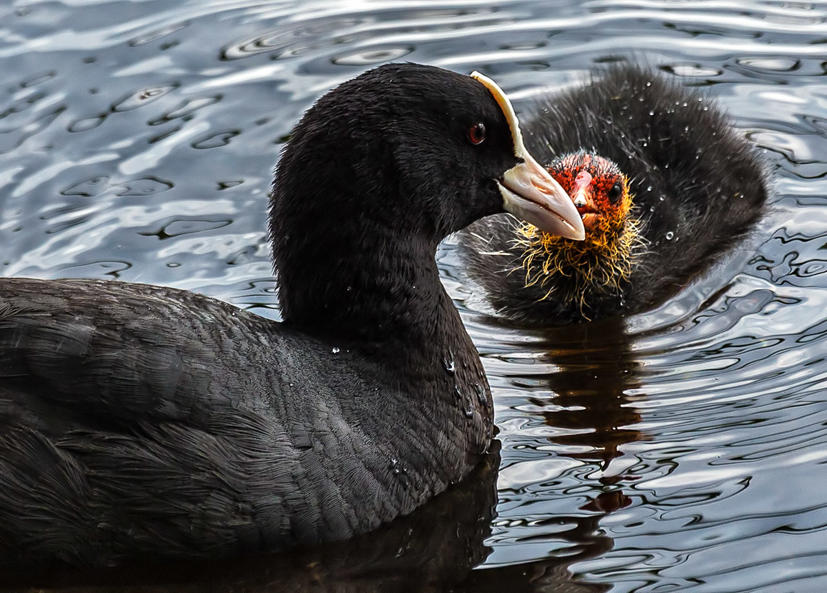 Coot with chick. Lake Naroch, Belarus, June