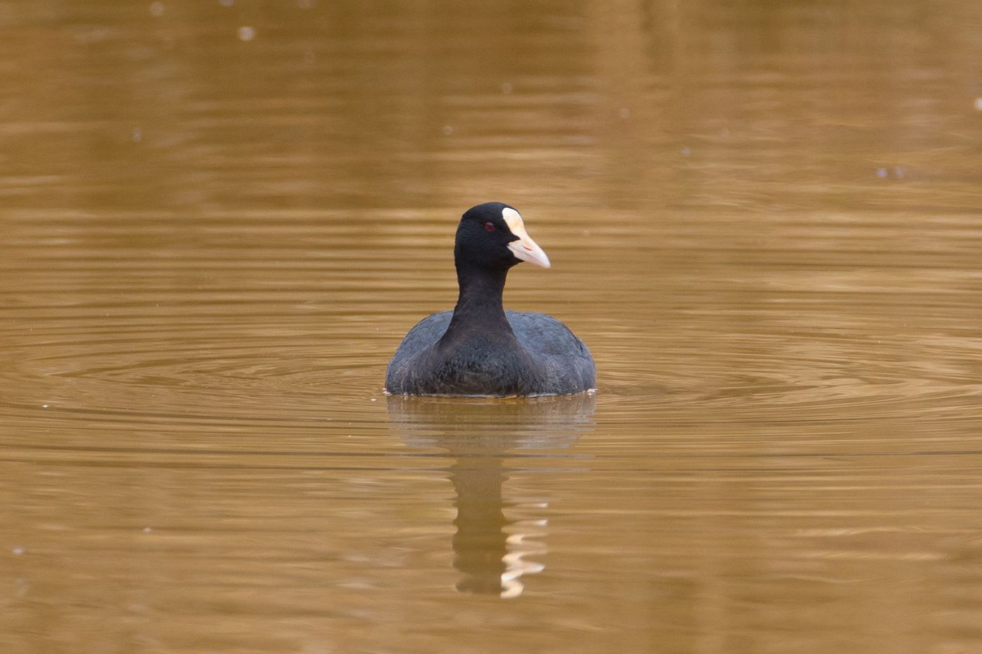 Coot on water