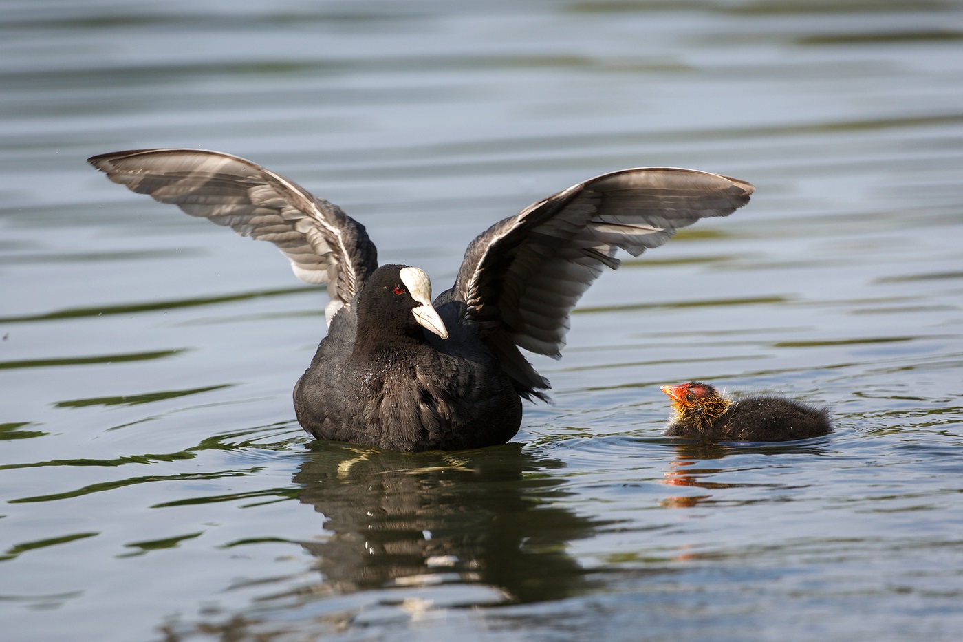 Coot with chick
