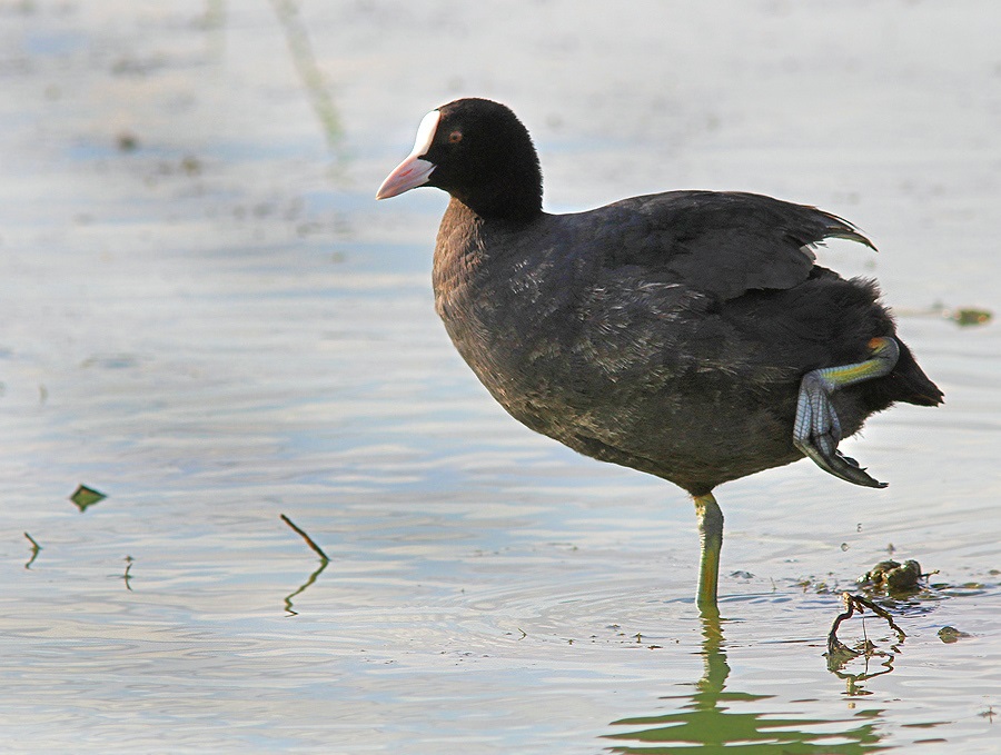Coot standing on one paw