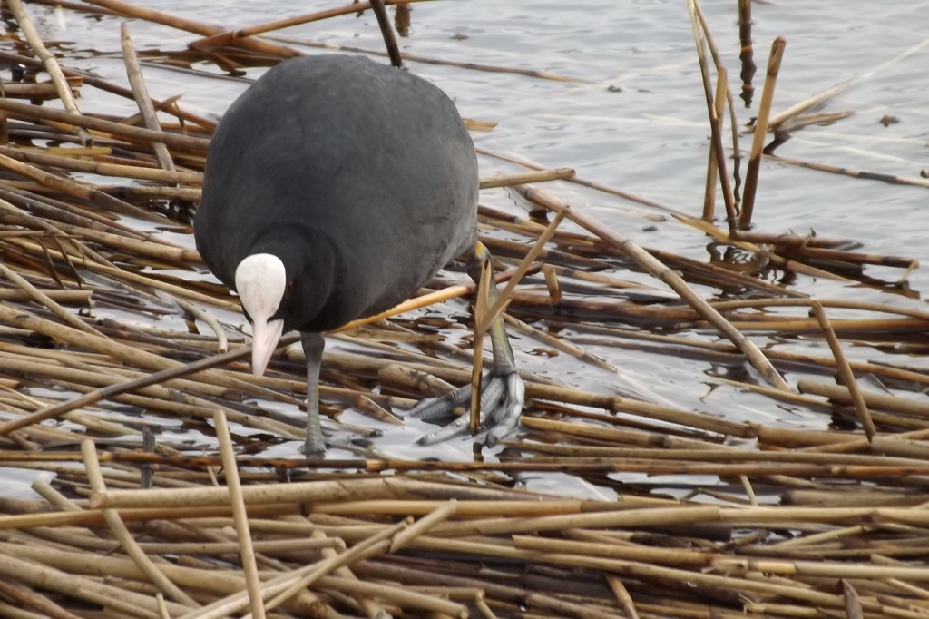 Coot looking for food