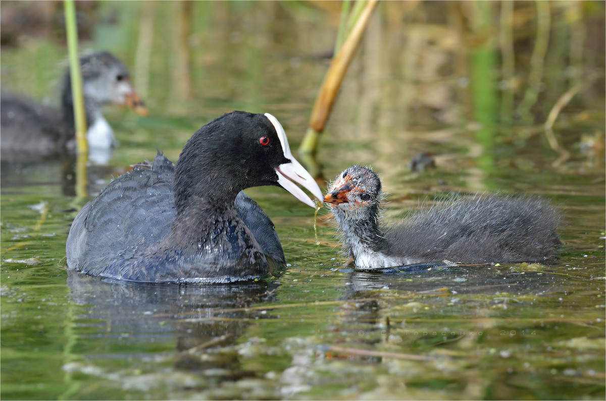 A coot feeds a chick on the water