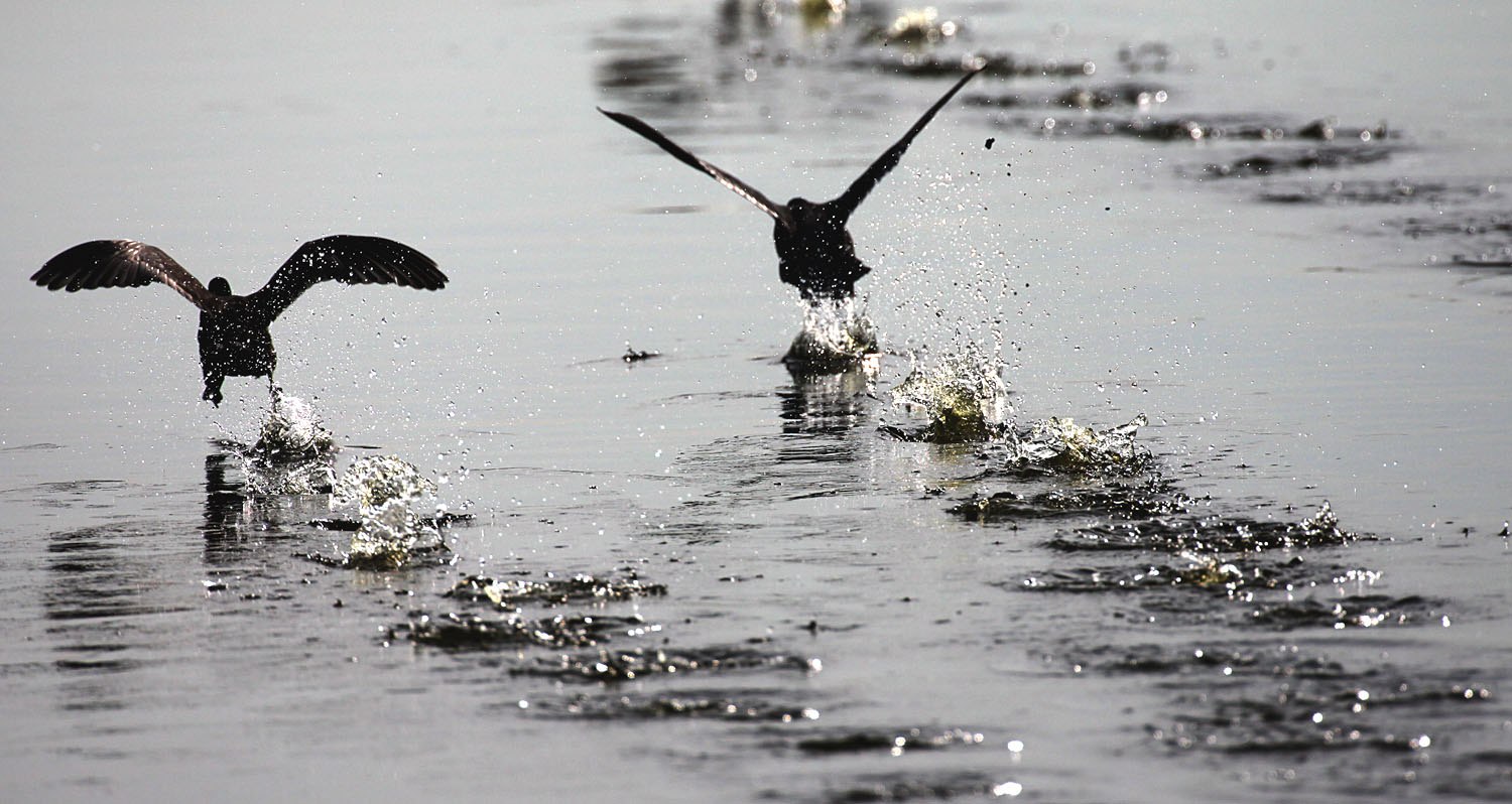Coots run through the water