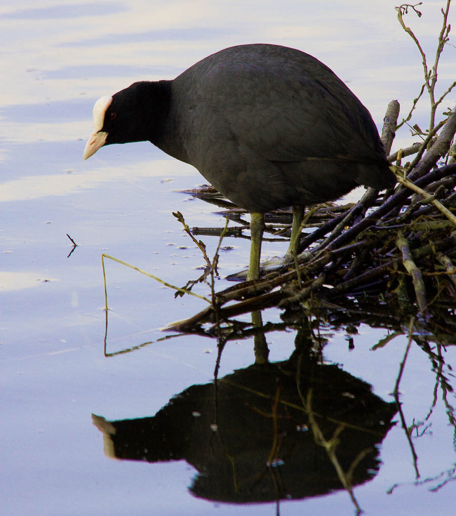 Coot by the water