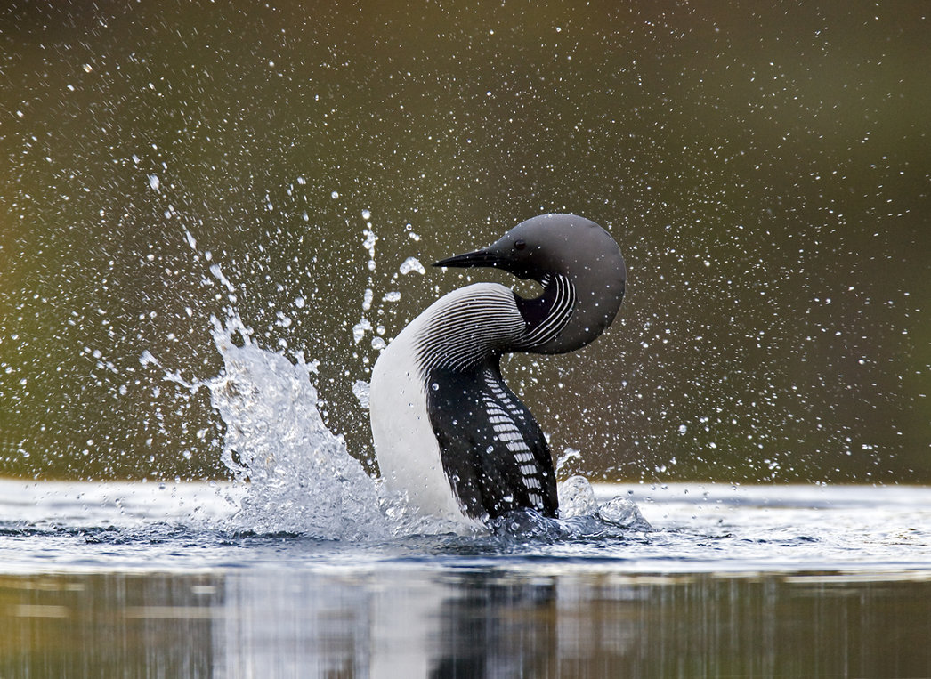 Loon emerged from the water