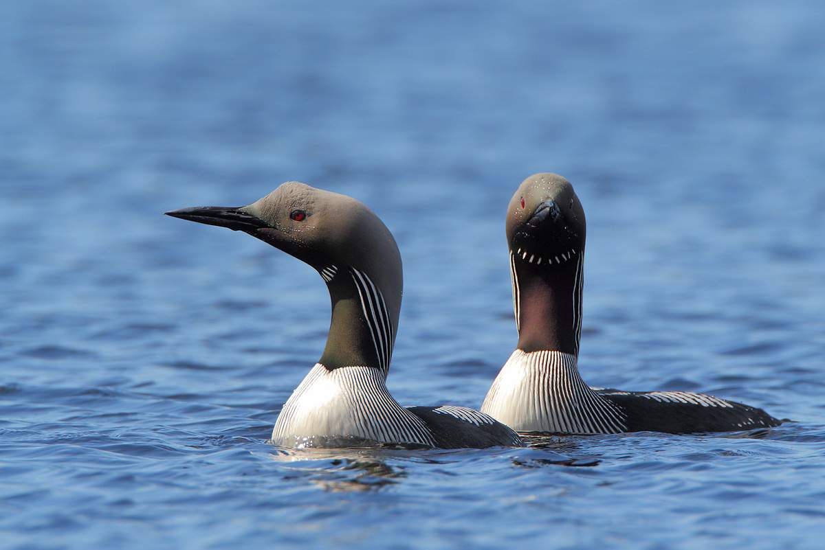 A pair of loons on the lake
