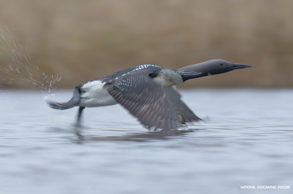 Loon flies up from the water