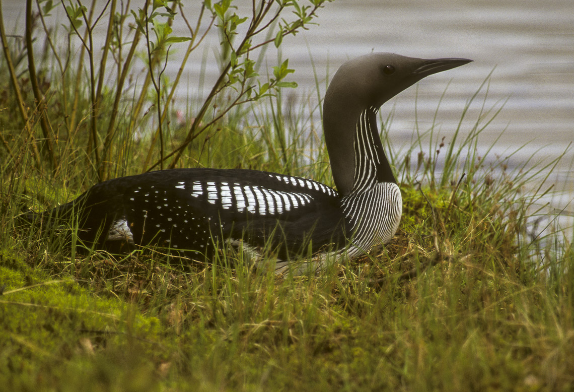 Loon on the shore