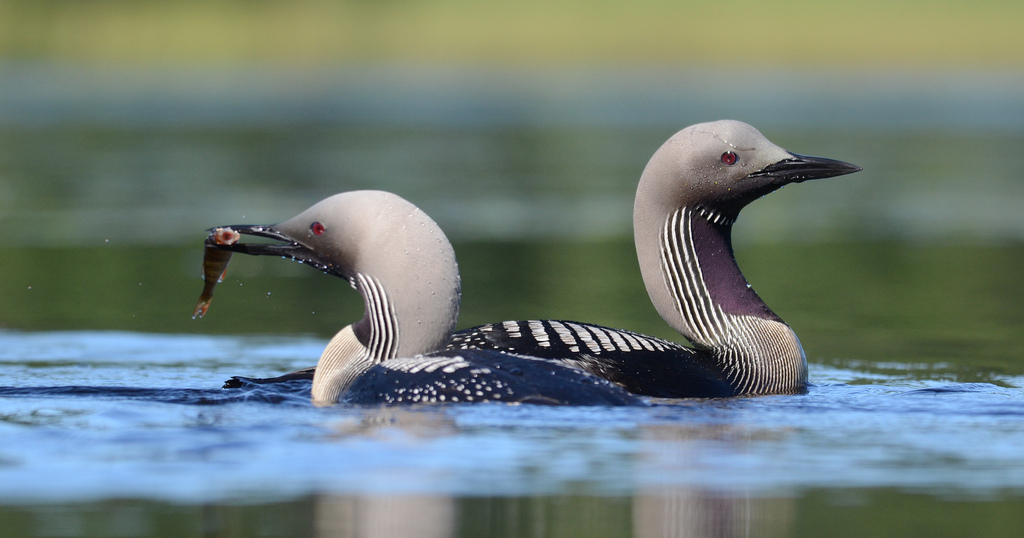 A pair of loons on the water, one with prey
