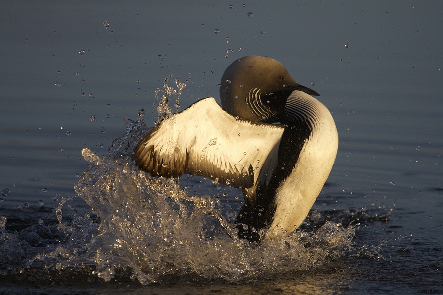 Beautiful photo of loon on the water