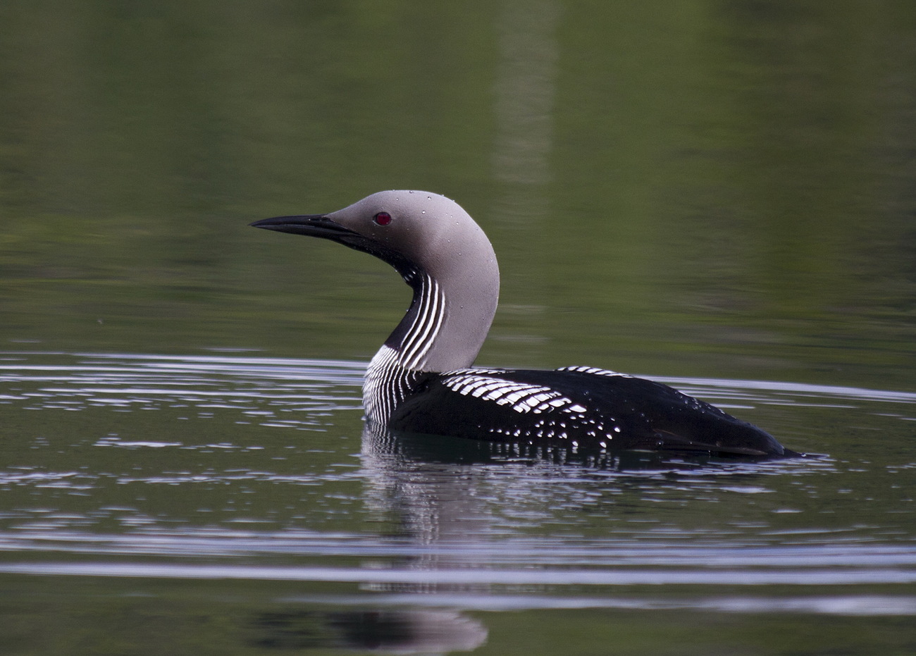 Photo loon on the water