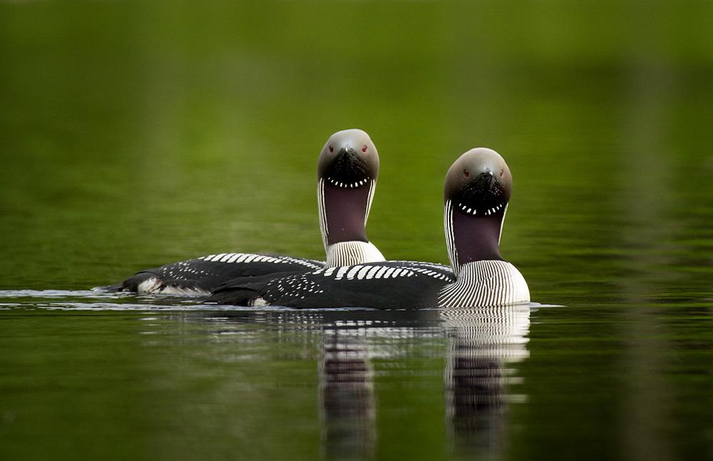 Two black-throated loons on the water