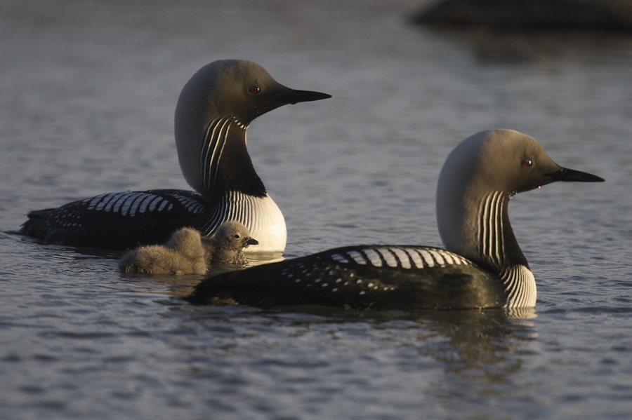 Pair loon with chicks