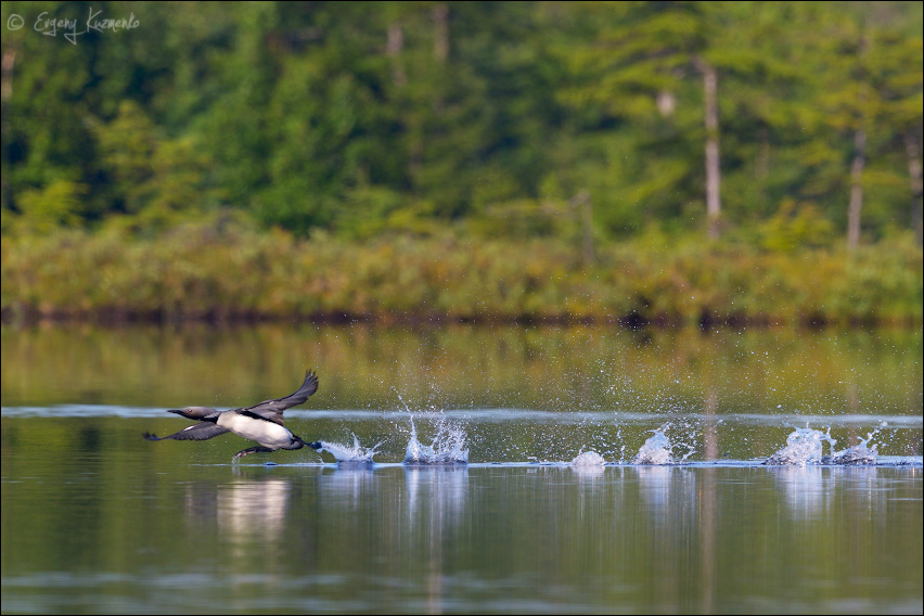 Loon takes off from the lake