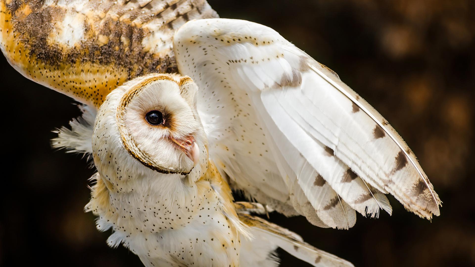Beautiful photo of owl owl