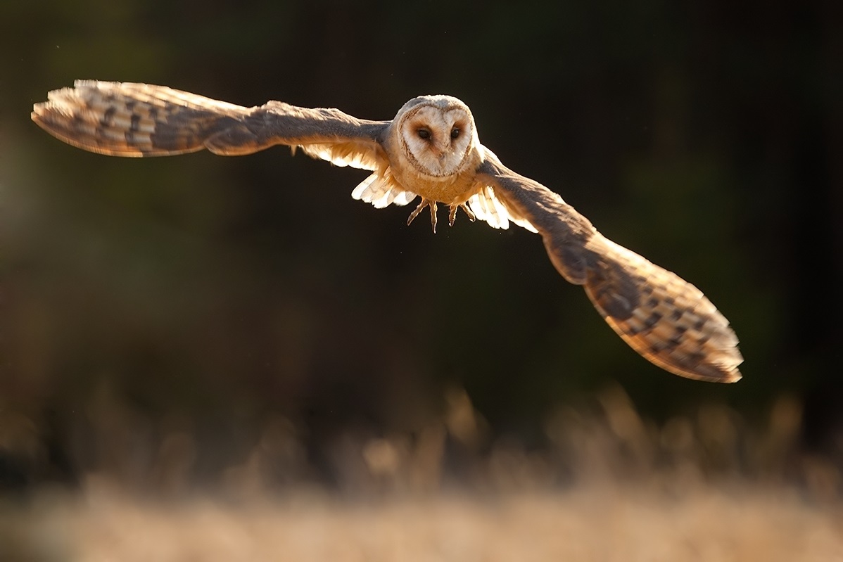 Barn owl hovers in the air