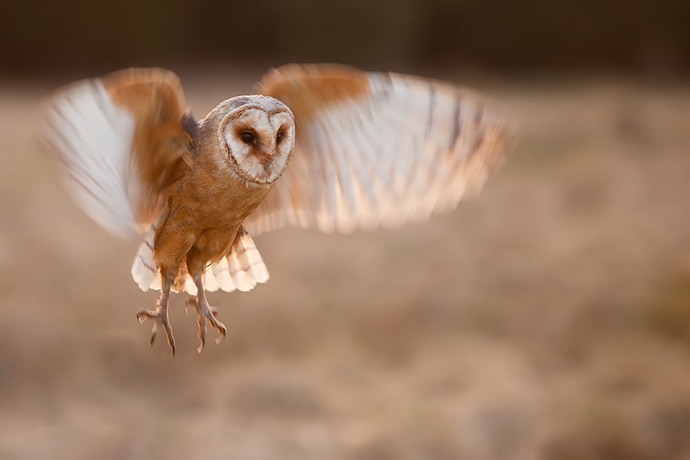 Barn owl in flight