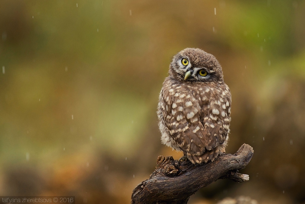 Little owl in the rain