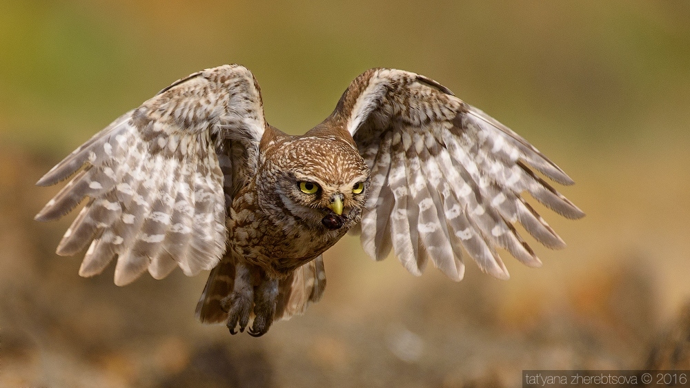 Little owl flies with prey to the nest