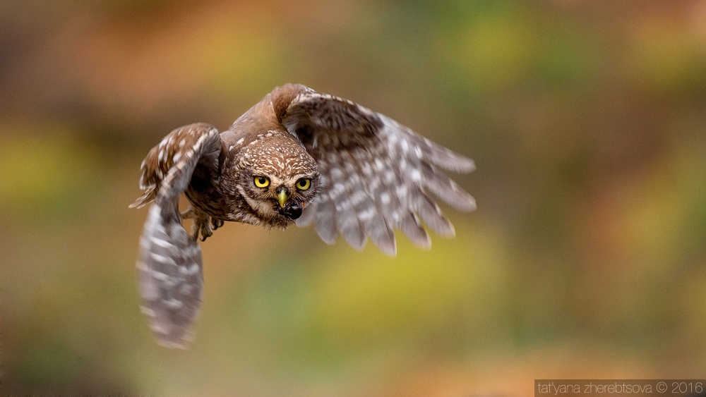 Little owl flies with prey to the nest
