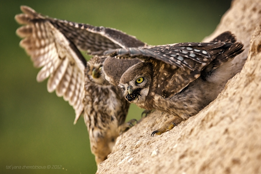 Little owl with prey flew to the nest