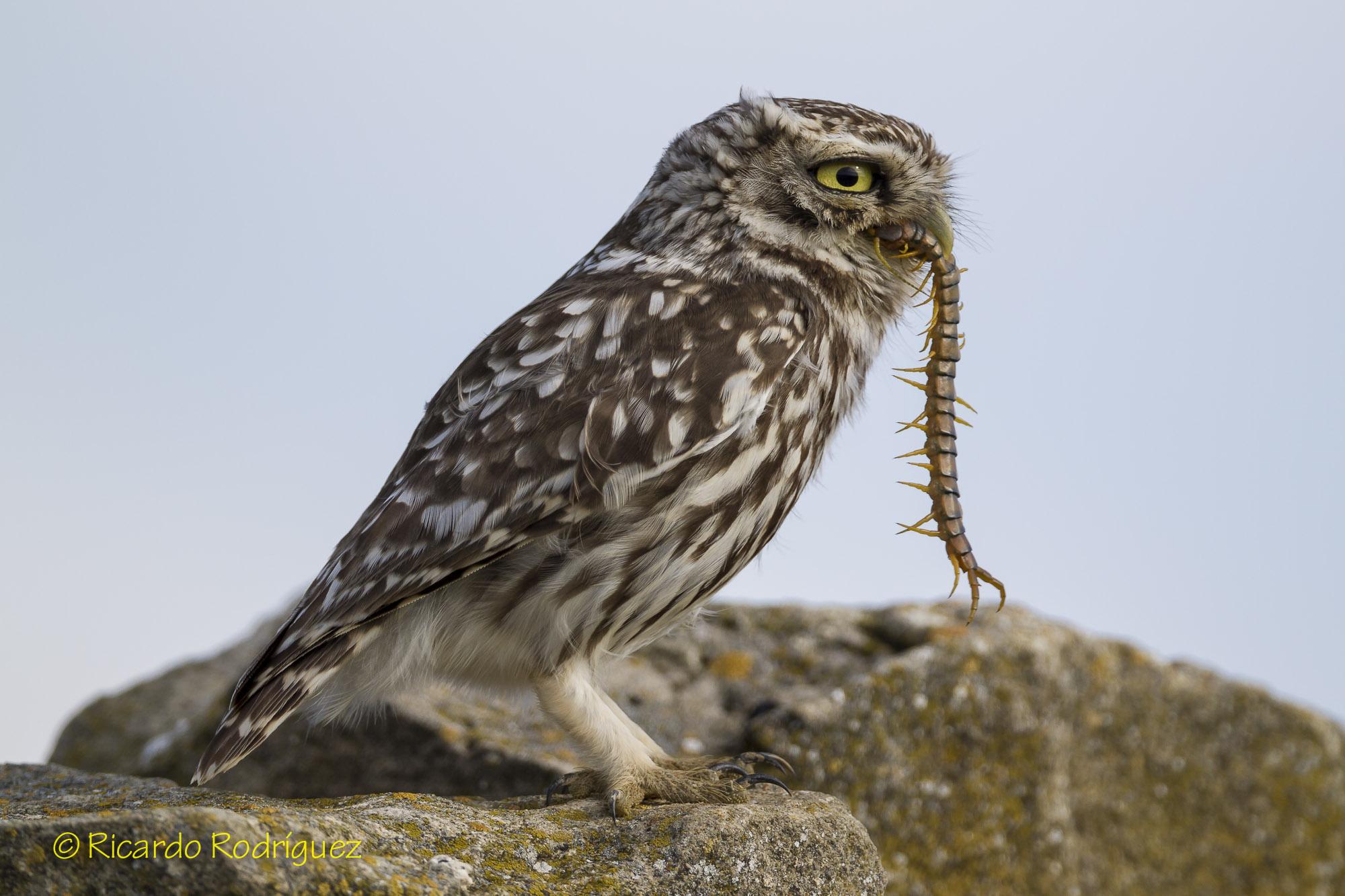 Little owl with prey