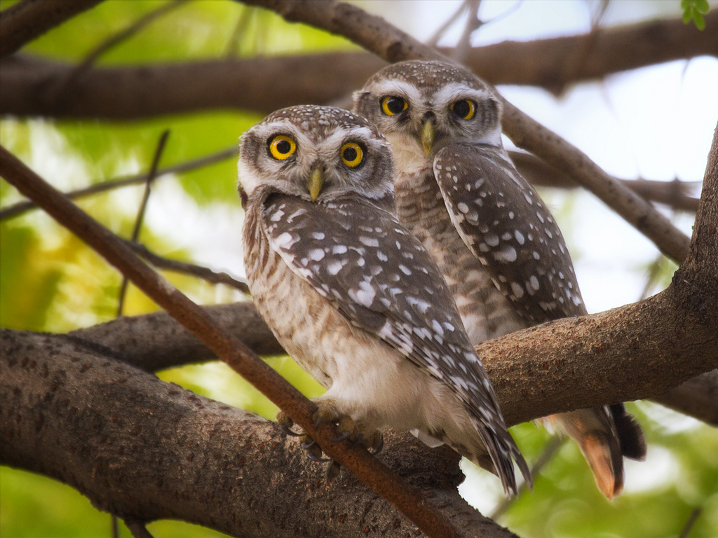 A pair of brahmin owls