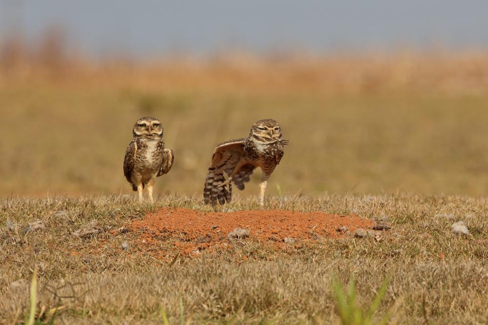 A pair of rabbit owls near the nest