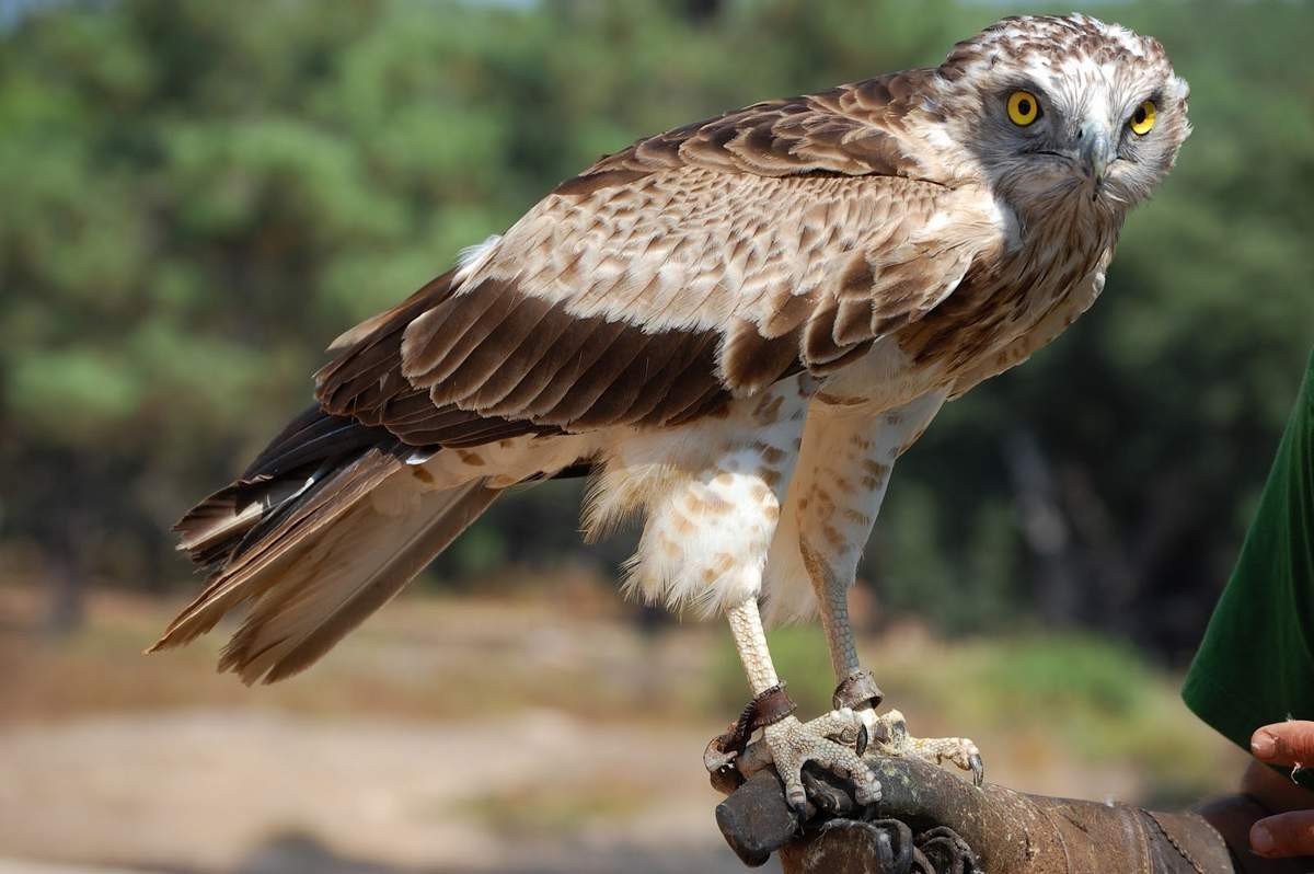 Adler-Zwerg, Foto eingelassenes Indien