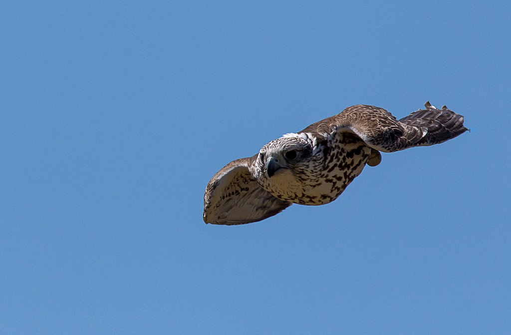 Photo of gyrfalcon in flight: front view