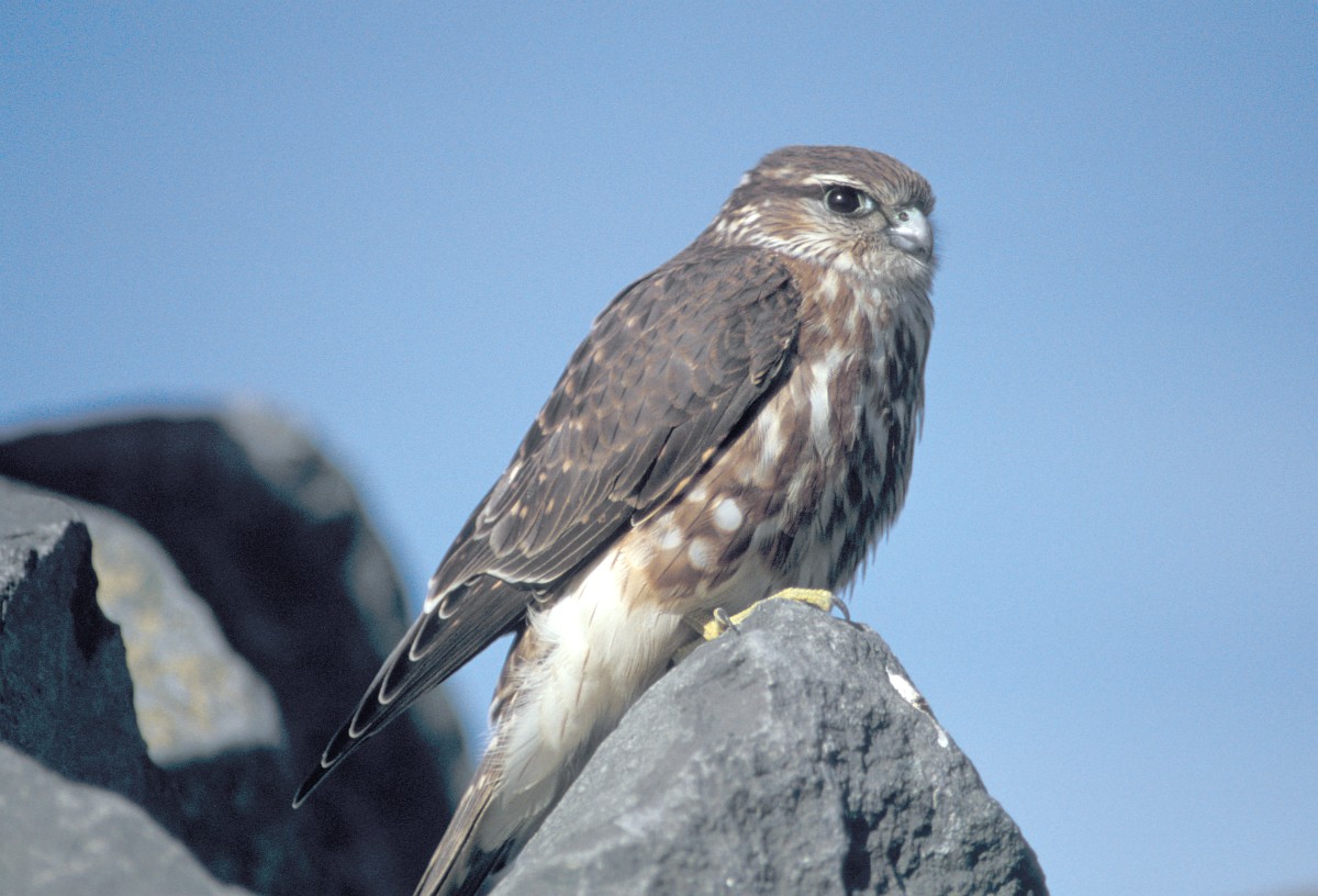 Merlin, a photo of a bird on a stone