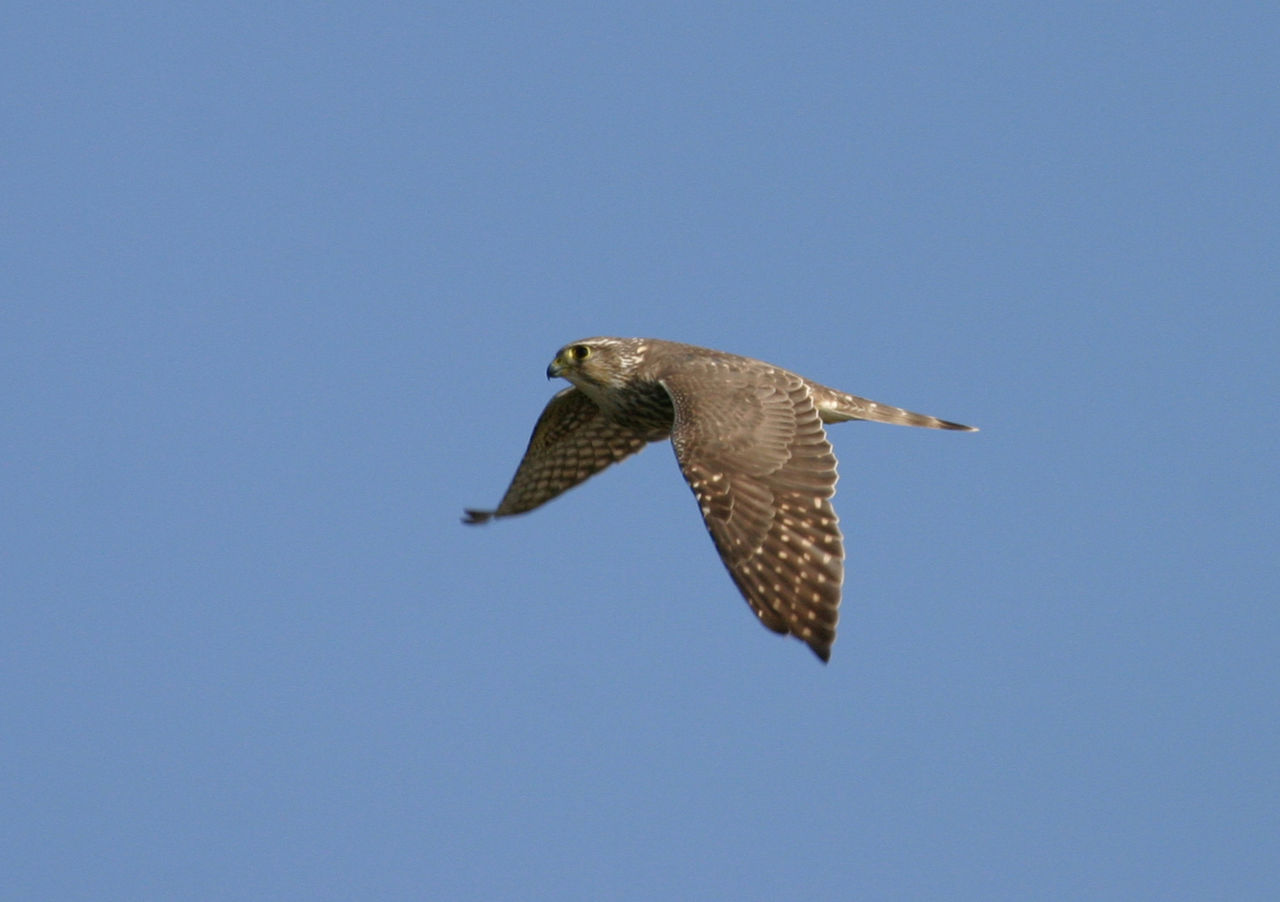 Derbnik, a photo of a falcon in flight