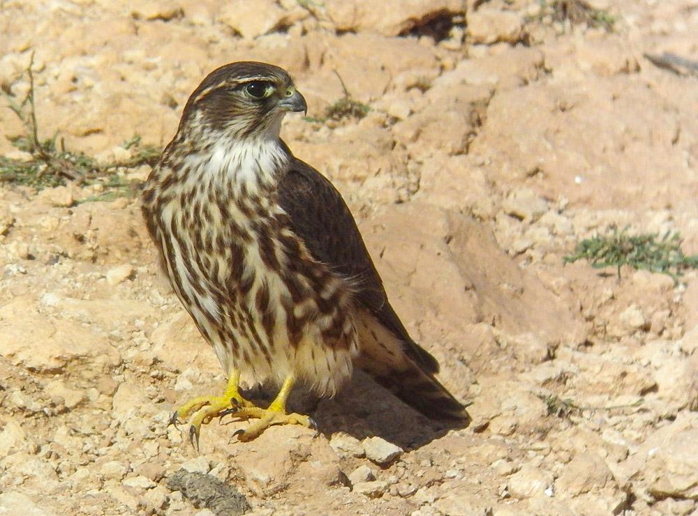 Falcon derbnik after unsuccessful attack