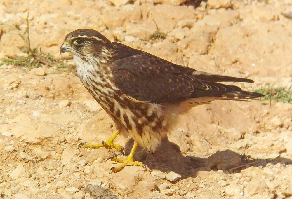 Falcon derbnik