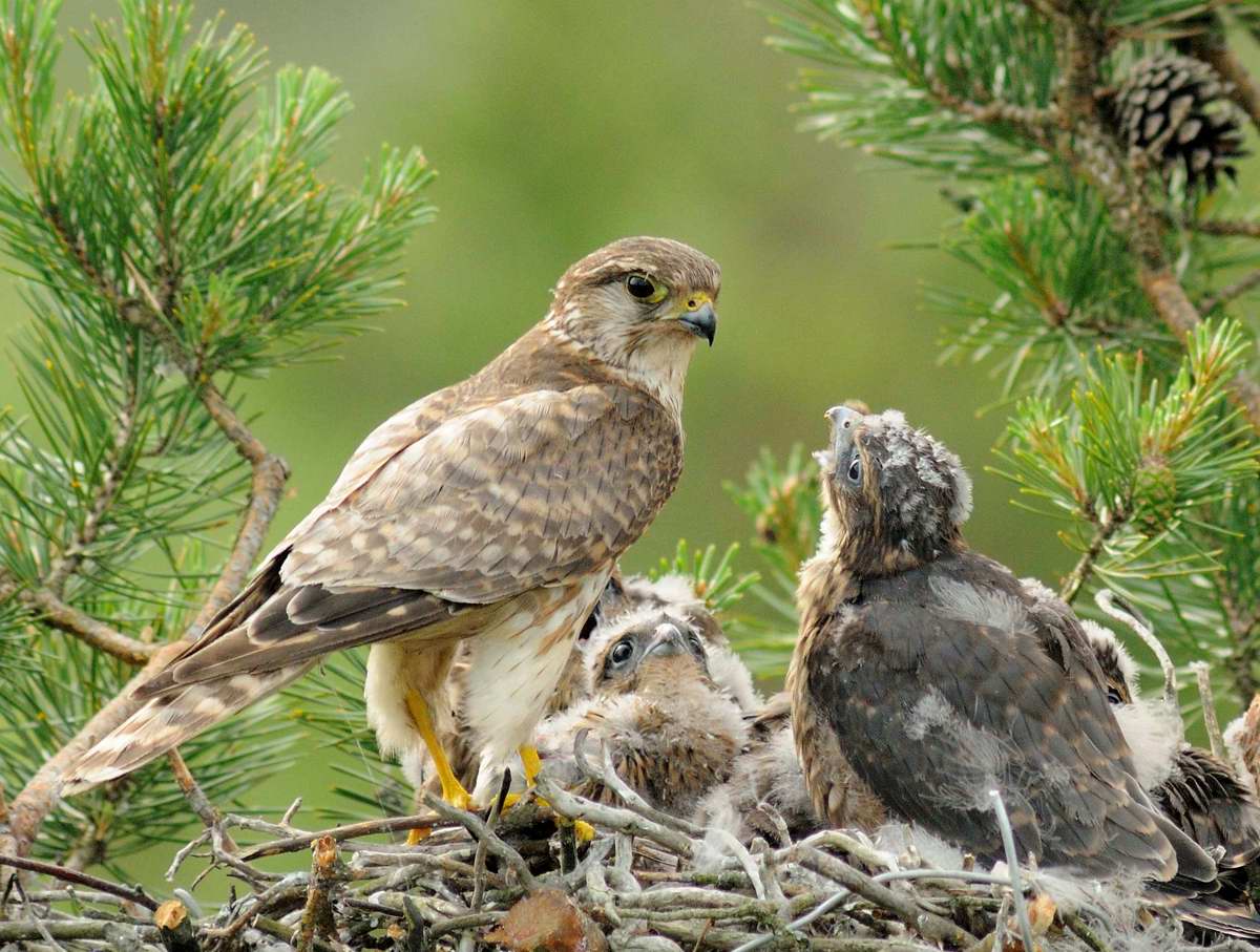 Merlin on the nest