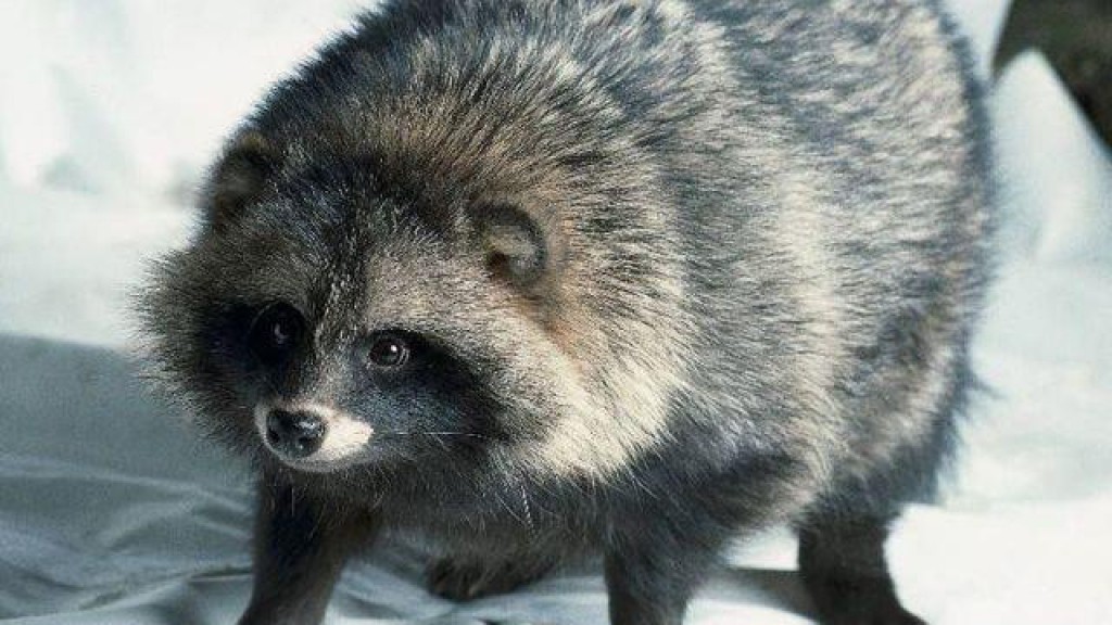 Raccoon dog: photo in winter