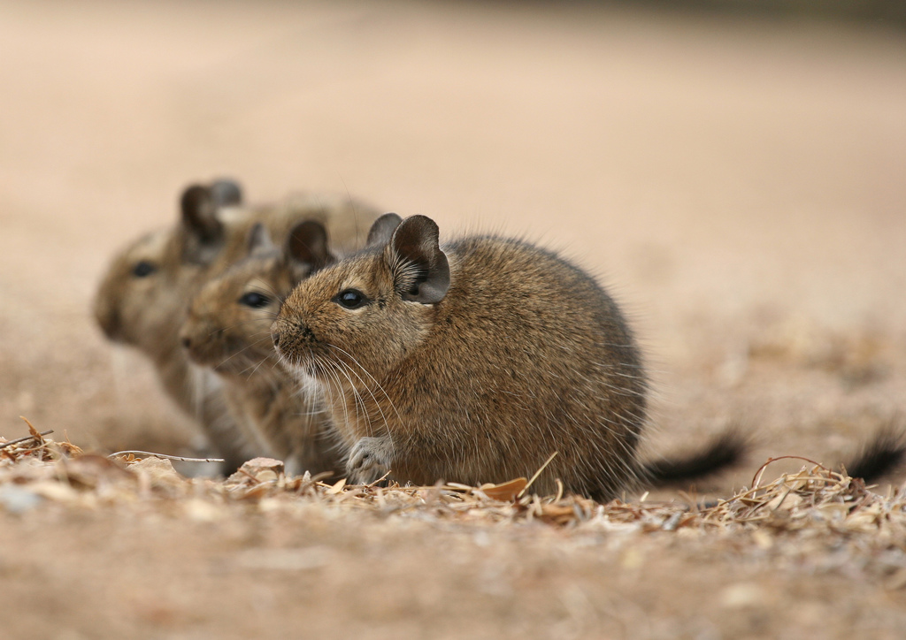 Degu squirrels are about 6 weeks old