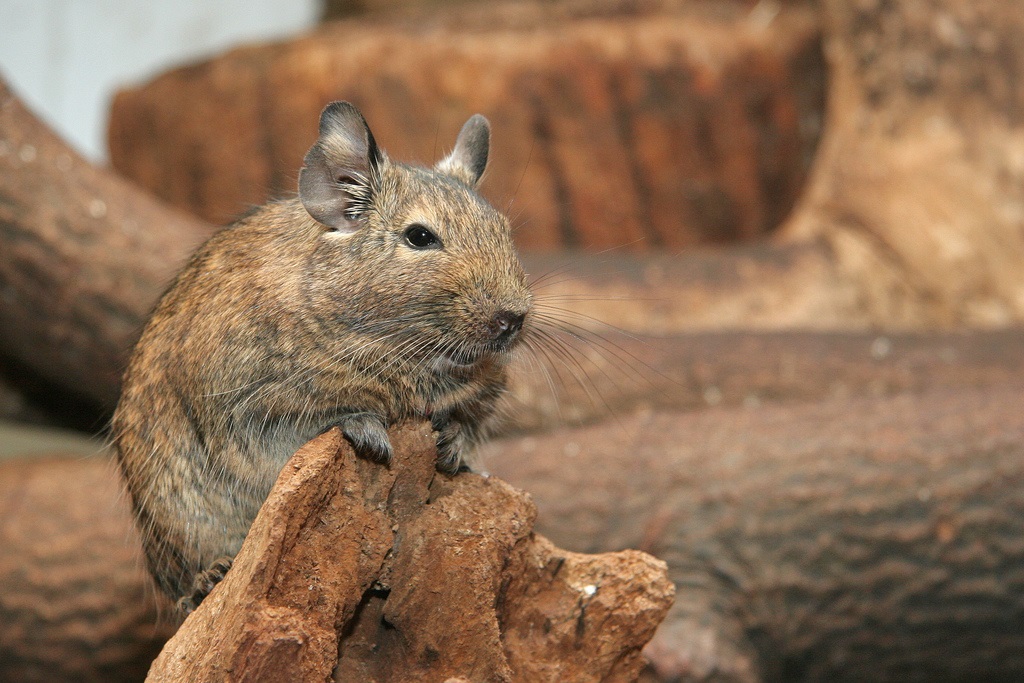 Adult squirrel degu in the aviary