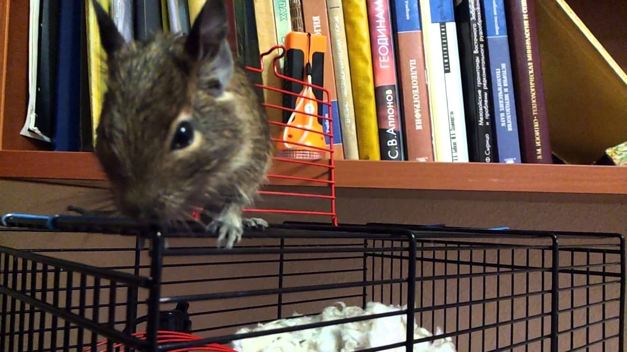Degu protein on the cage