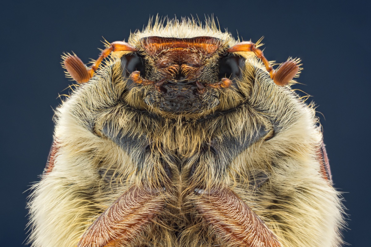 Maybug head: close-up photo