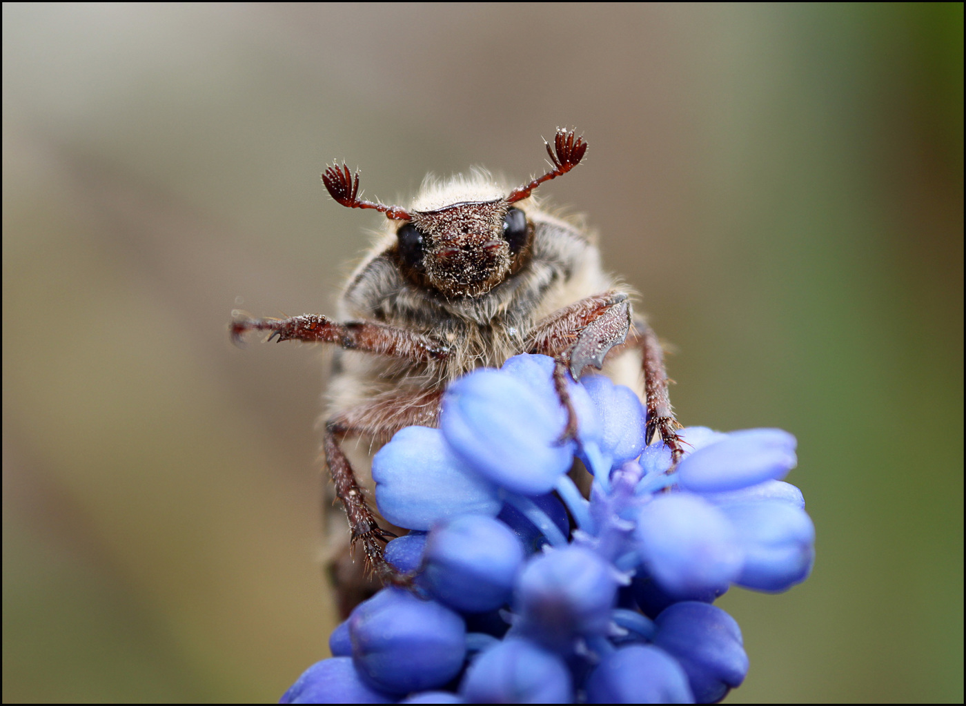 Eastern beetle on a blue flower
