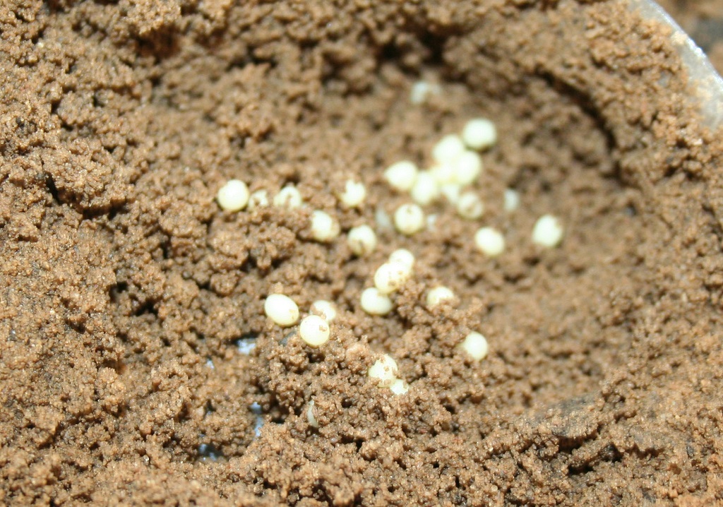 May Beetle Eggs