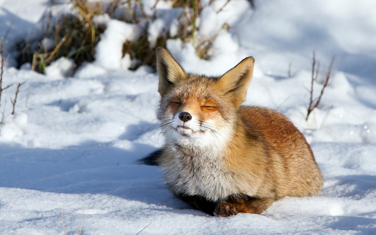 Fox is resting in the snow