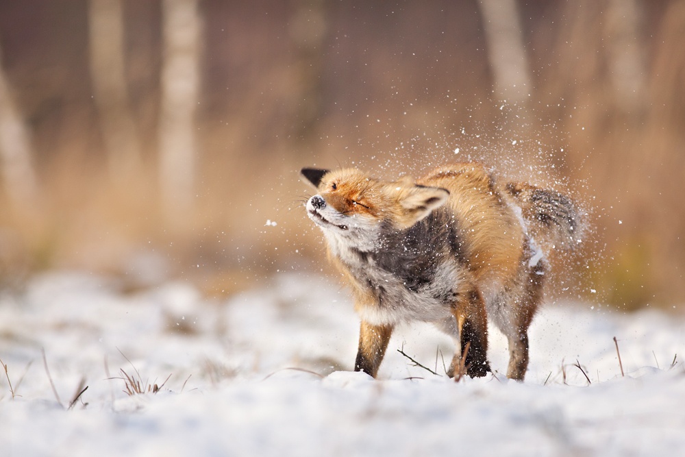 Beautiful fox photo in winter