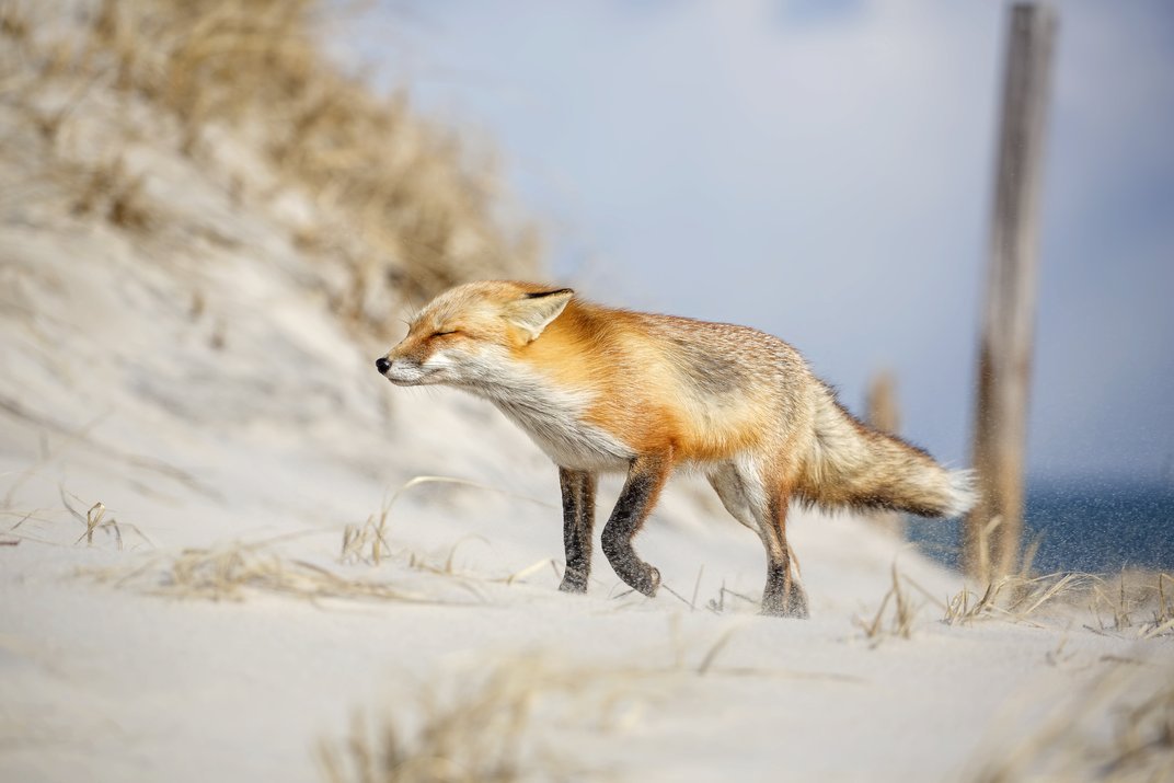 Fox and wind