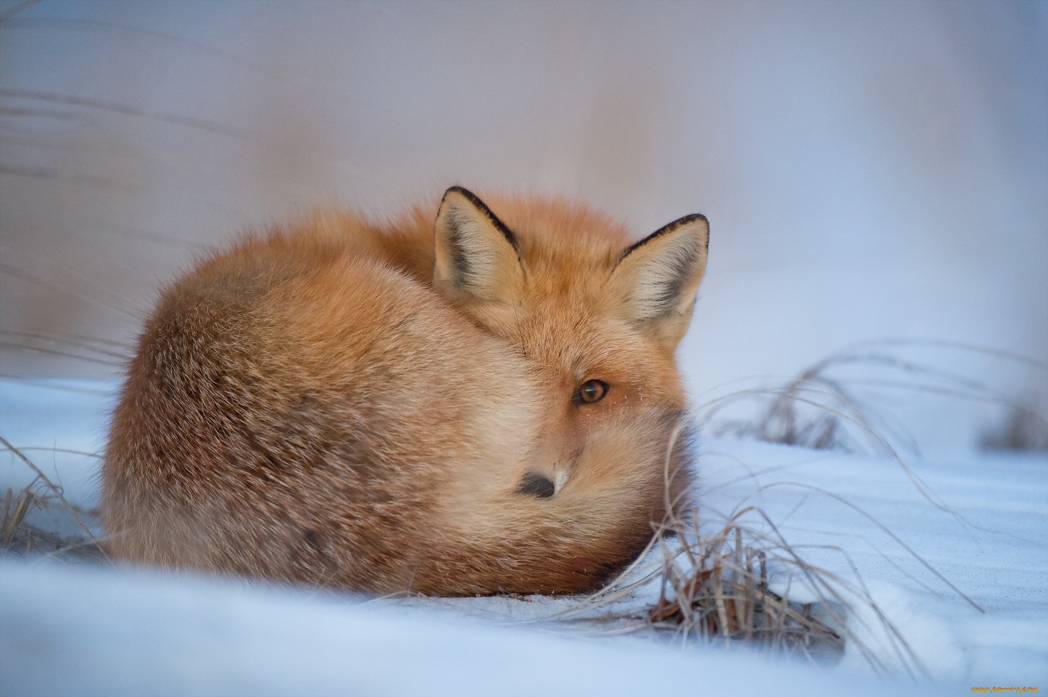 Fox curled up in the snow