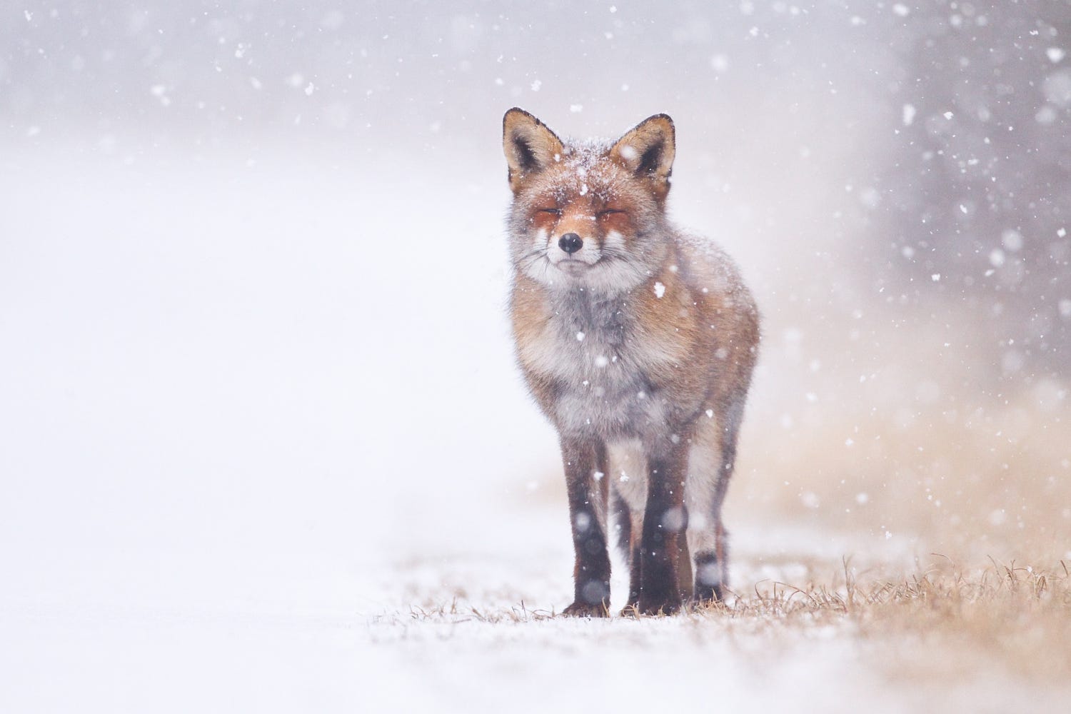 Photo fox and snowfall