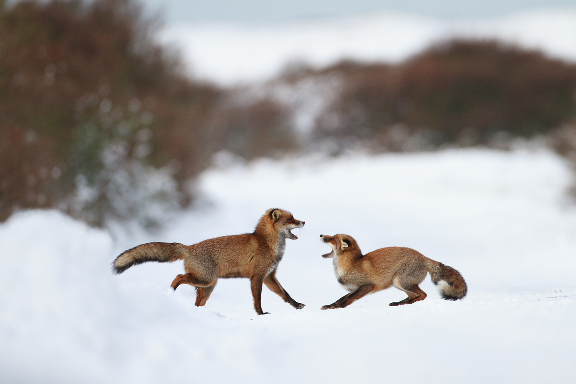 Foxes play in winter