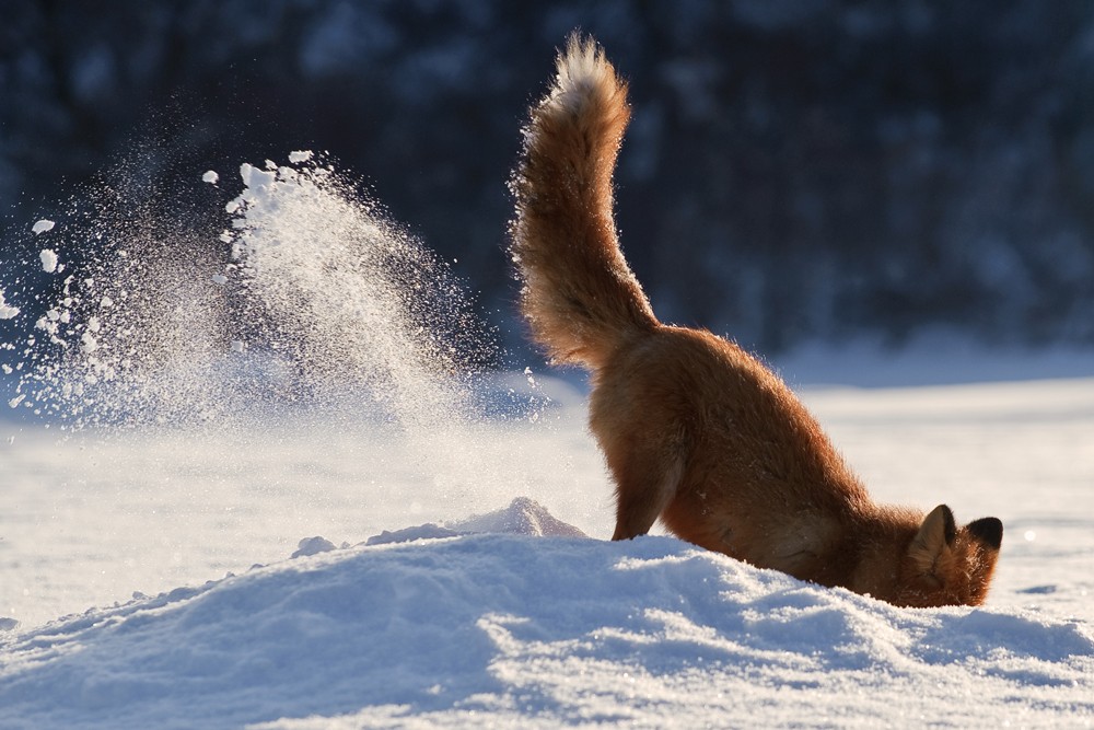 Fox in winter catches a mouse